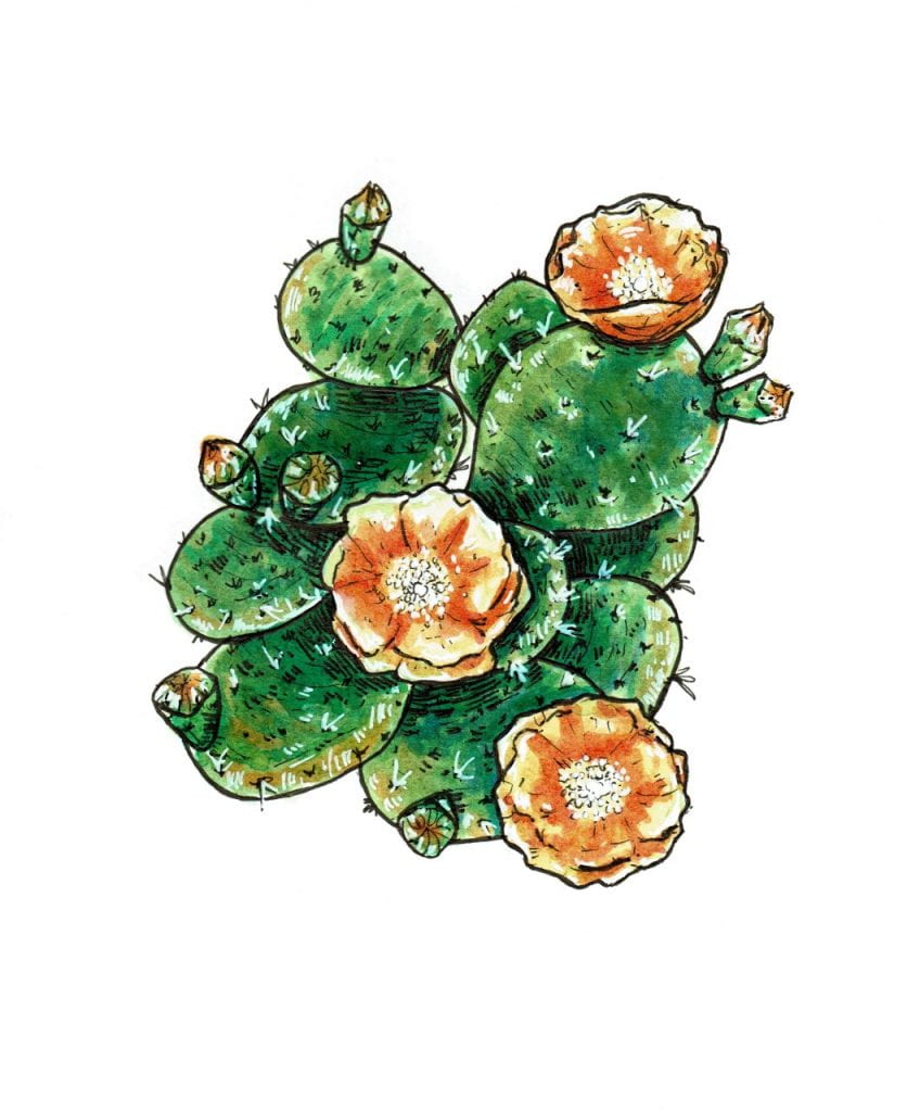 Drawing of an eastern prickly pear cactus