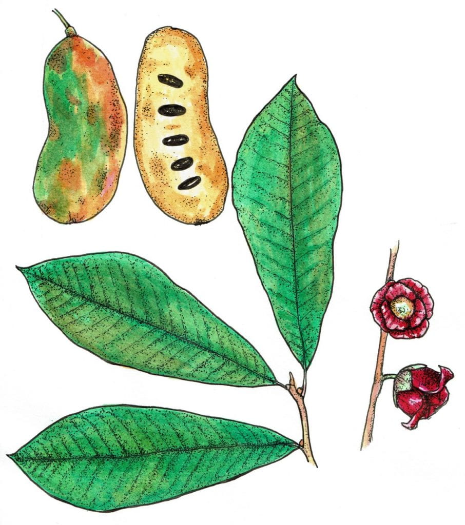 Drawing of a pawpaw by Sadie Campbell
