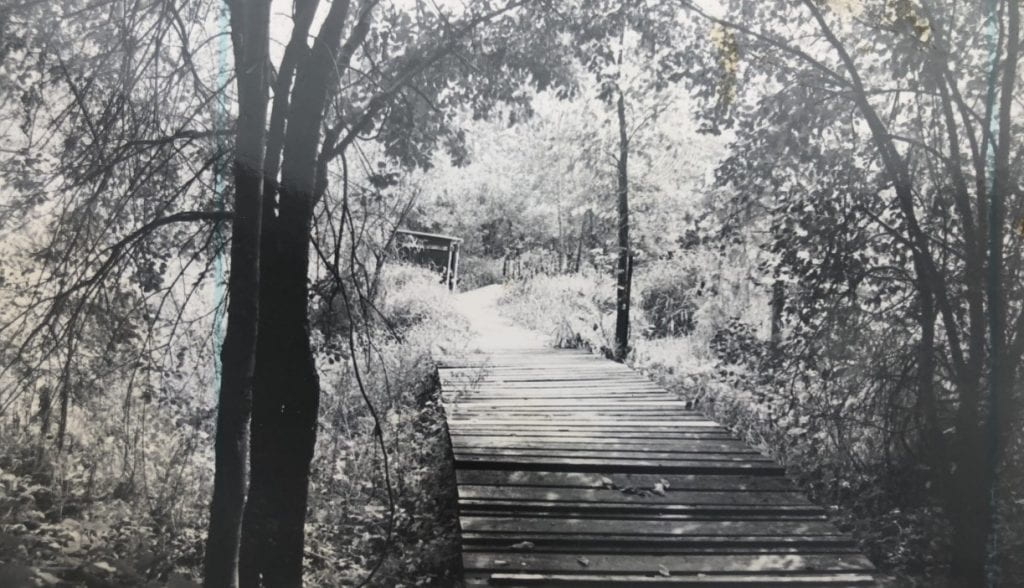 A wooden boardwalk moves away from the viewer and disappears into the forest. Trees surround the boardwalk.