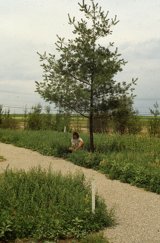 A woman sits below a young conifer tree with thin branches. The woman and the tree are next to a gravel path.