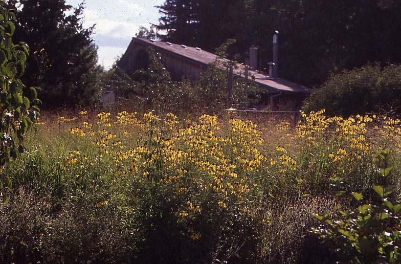 Yellow flowers bloom in the middle of the Prairie Garden. Tall grasses can be seen behind the blooms. Behind the field, a wooden building with a slanted roof is surrounded by tall conifer trees.