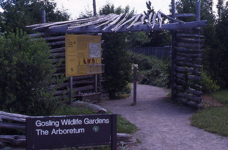 A sign reading "Gosling Wildlife Gardens, The Arboretum," stands to the left of a gravel path. The gravel path leads away, under an arbor constructed from wooden logs, and into a garden. Under the arbor, a yellow informational sign providing a map of the gardens, a description, and pictures of wildlife can be seen.
