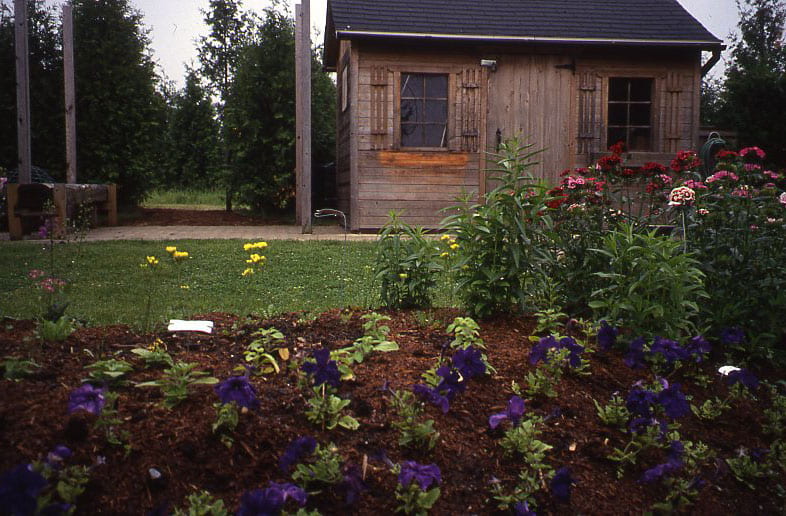 Purple pansies grow in a flowerbed. Behind them, a bush of tall pink and red flowers bloom. Behind the flower bed, there is a grass lawn and a wooden shed with two windows surrounding a door.