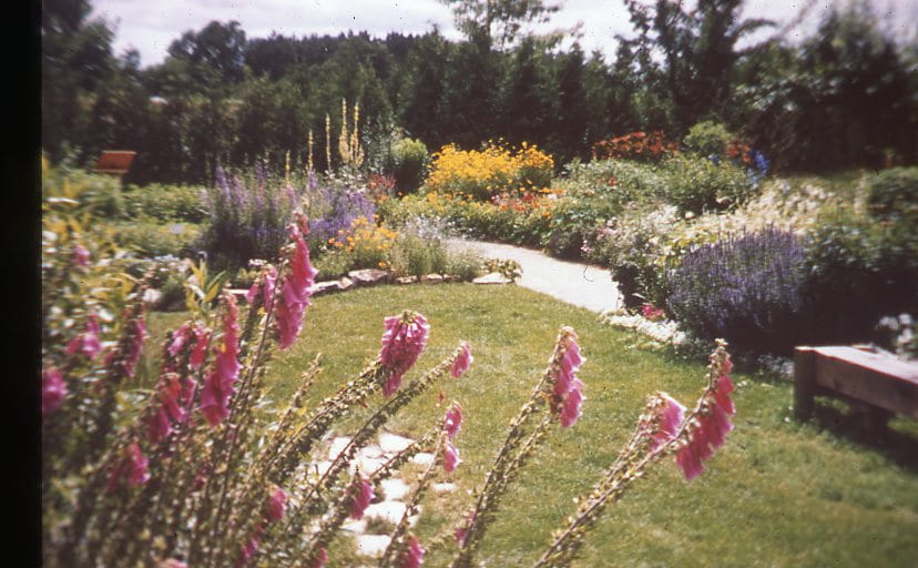 A garden with large pink blooms in the bottom left corner. Bushes of yellow, purple, and white flowers surround a grass area and a cobble stone path. A forest of green trees can be seen in the background.