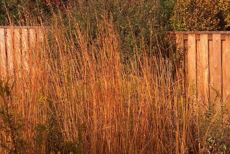 Tall prairie grasses tower in front of a green bush and a wooden fence.