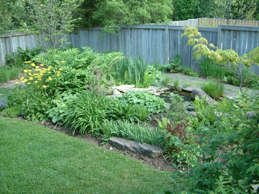 A small pond is surrounded by plants, shrubs, and trees. A wooden fence stands in the background.