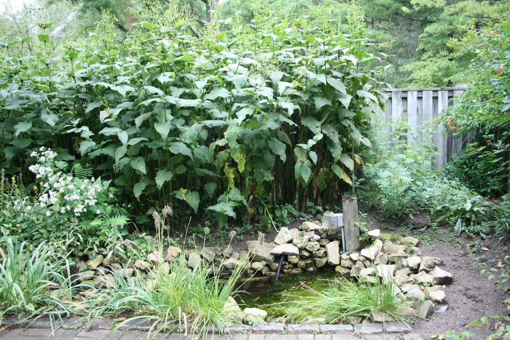 A large green bush grows in front of a wooden fence. At the base of the bush is a long narrow steam surrounded by rocks and reed plants.