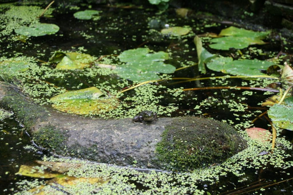 A frog sits on a moss covered rock in the middle of a pond. The pond is covered with lilipads and other plant material.