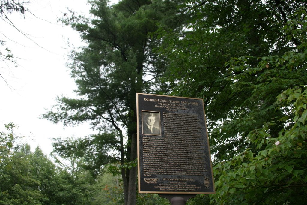 A informational plaque with the title "Edmund John Zavitz 1875-1968" and a picture of a young white man with glasses. The plaque has a long description that is too blurry to see. In the background, a Zavitz Pine (a White pine tree) towers.