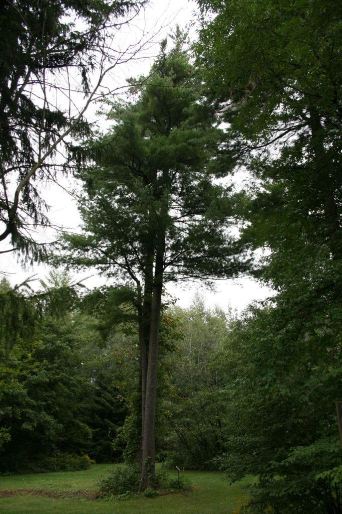 Zavitz Pine (a White pine) towers over surrounding trees.