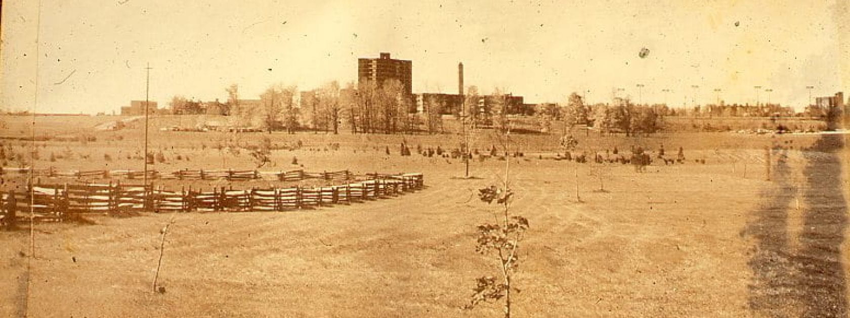 A field of small saplings is bordered by a wooden fence on the left. The University of Guelph's brick buildings can be seen in the background.