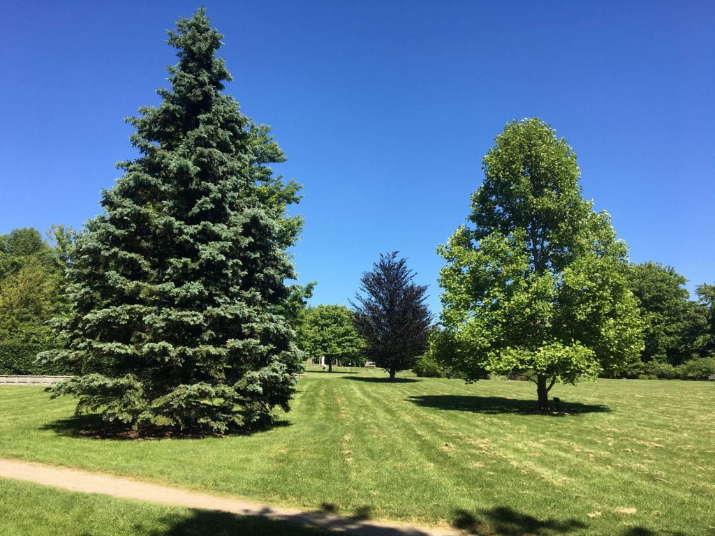 A green conifer and a green maple tree stand in a green field. A forest can be seen in the background. The sky is clear blue with no clouds to be seen.