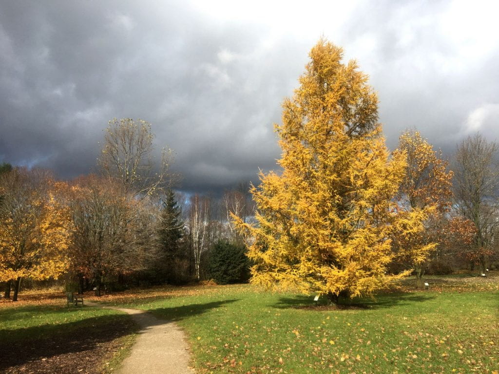 A bright yellow conifer tree stands tall in the middle of a green field. A path passes along the left of the tree and into a forest in the distance. The sky is full of grey clouds.