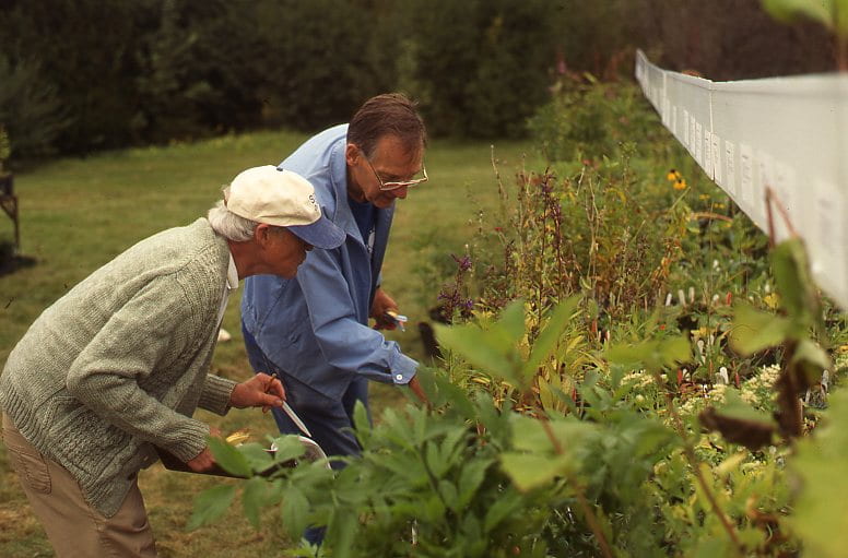 Two men lean over to place price tags on plants. The man closest to the camera wears a green long sleeve shirt, a cream and blue baseball cap, and cargo pants. The man behind him wears a blue long sleeve shirt and glasses.