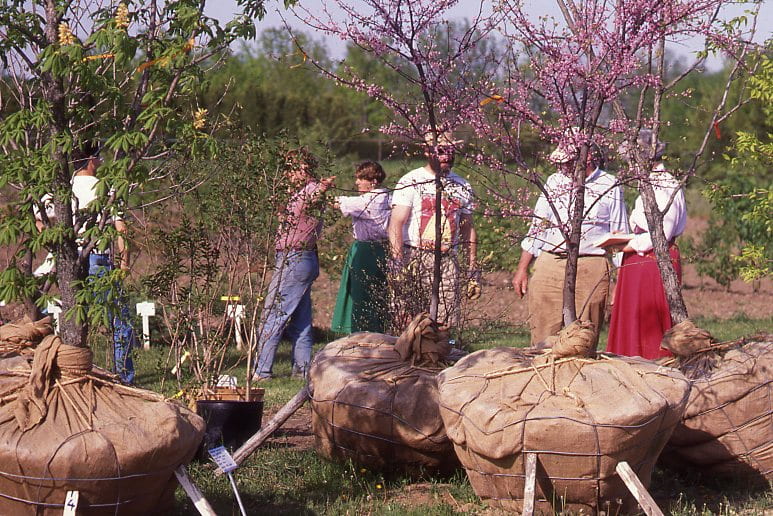 A group of people stand behind a selection of saplings. A sapling on the right has green leaves, while the one in the centre and the one on the right has pink buds. All saplings have their roots tied in a brown bag and are propped up for display.