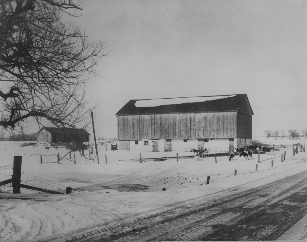 A wooden barn stands in the background. A group of cows graze in the pasture in front of the barn. A small building is located to the left of the barn. Snow blankets the ground.