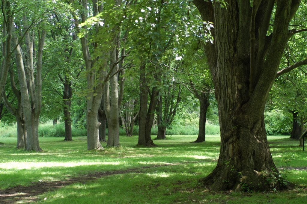A tree grove with large, mature trees.