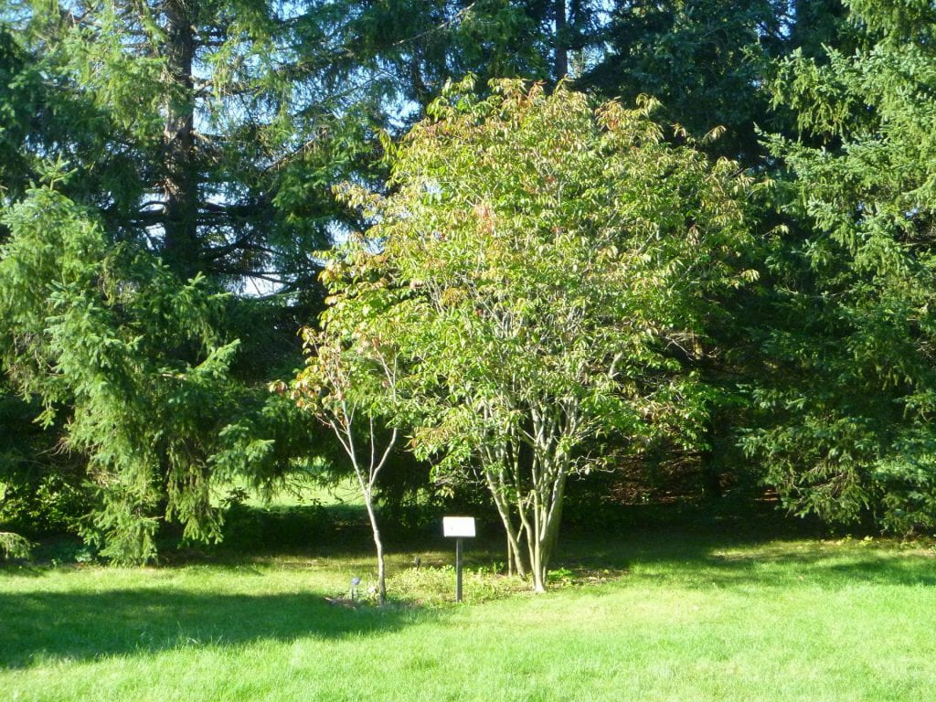 A tree with a placard is planted in a green field.