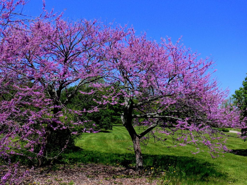 Bright pink flowers bloom on a tree. Some flowers have fallen below the tree, onto the green grass.