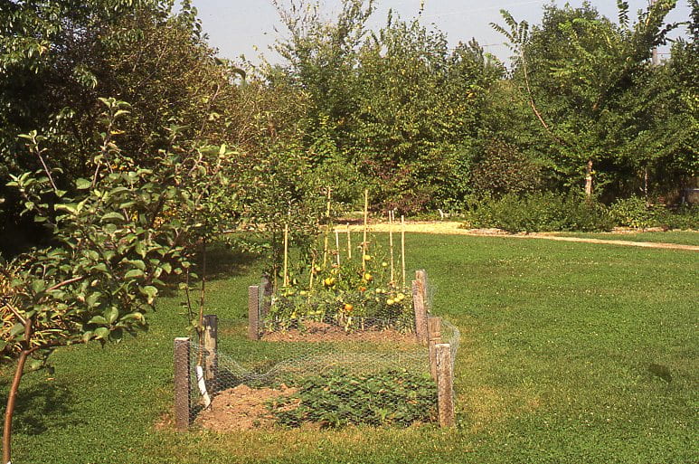 Two small square vegetable gardens surrounded by chicken wire are situated in the middle of a lawn. The garden in the front many green plants that are low to the ground. The garden behind it appears to be growing tomato plants up wooden stakes. The tomatoes are not yet ripe. To the left of the gardens and behind them is a densely wooded area.