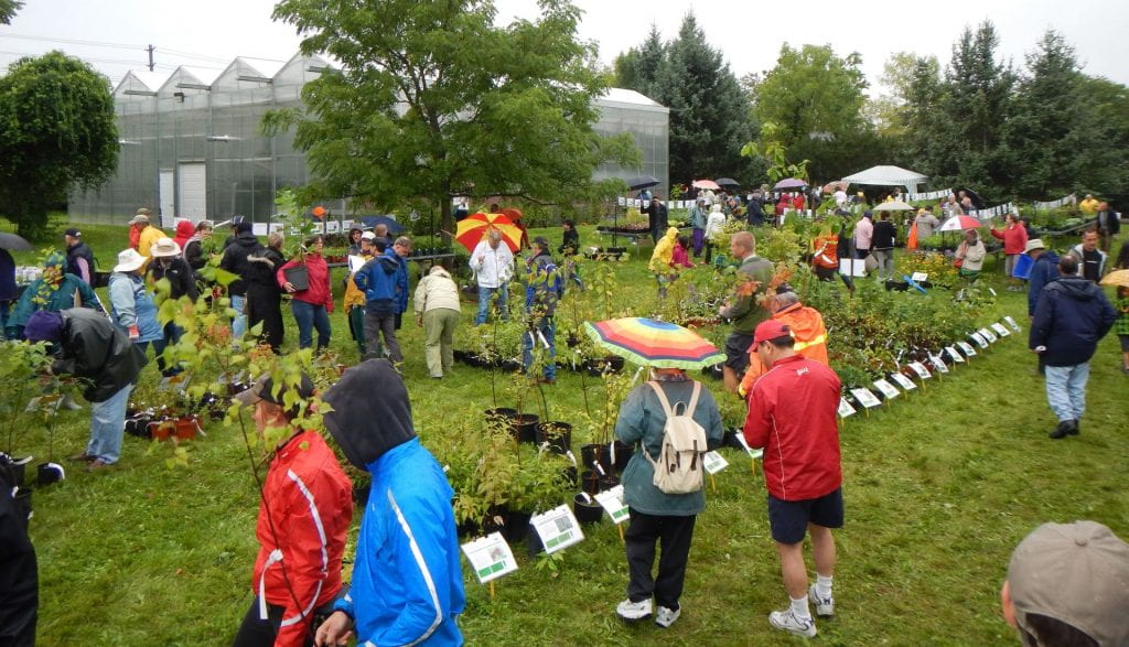 A group of people browse through rows of potted plants for sale in a large field. Many people are dressed for the rain or hold umbrellas.