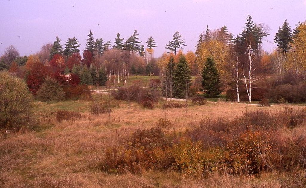A forest with bright red and yellow maple trees sits behind a field of brown grass. Bushes and shrubs dot the grassy lawn.