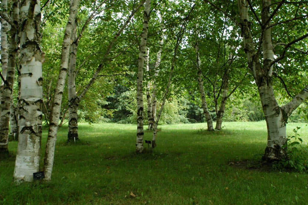 A grove of birch trees and their white bark contrasts the green grass around them.