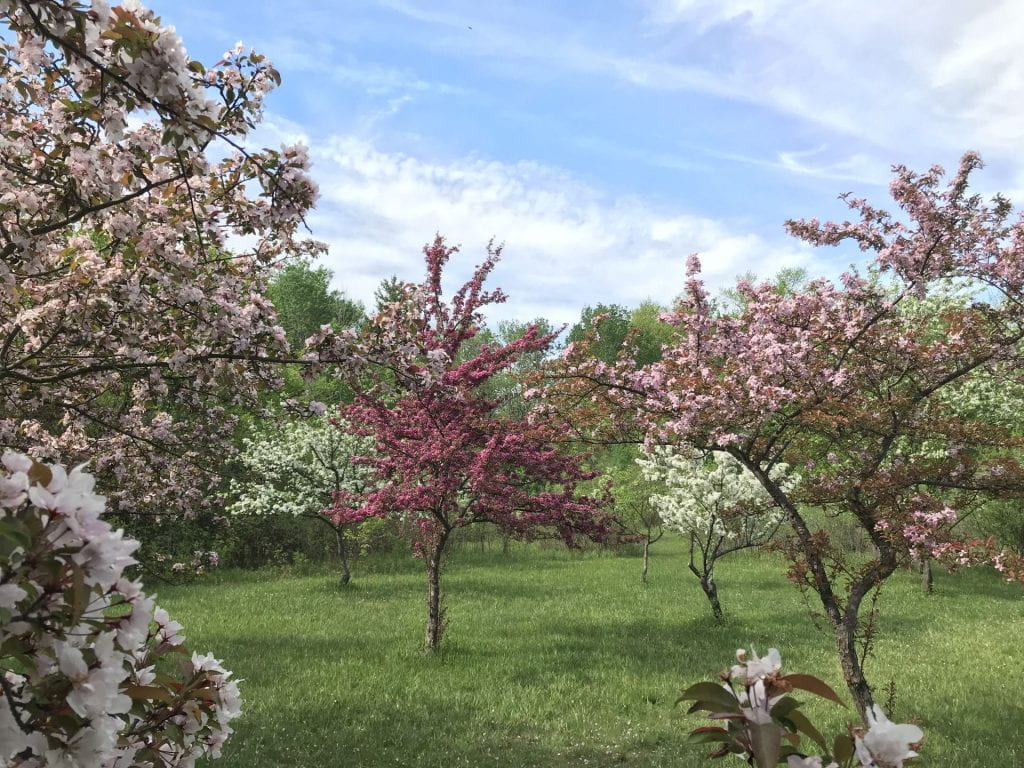 A grove of Rosaceae trees bloom bright pink, magenta, and cream coloured flowers.